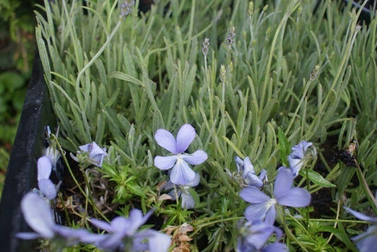 Viooltje (Viola 'Boughton Blue')