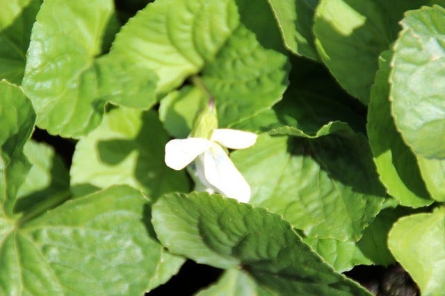 Viooltje (Viola Sororia 'Albiflora')