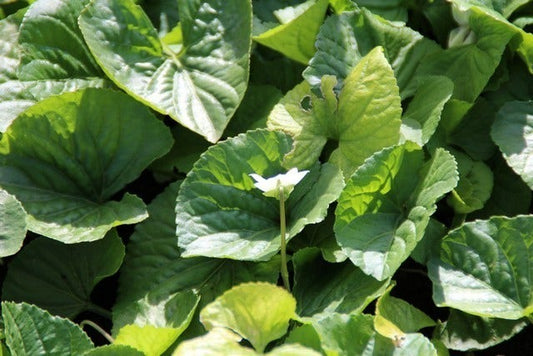 Viooltje (Viola Sororia 'Albiflora')
