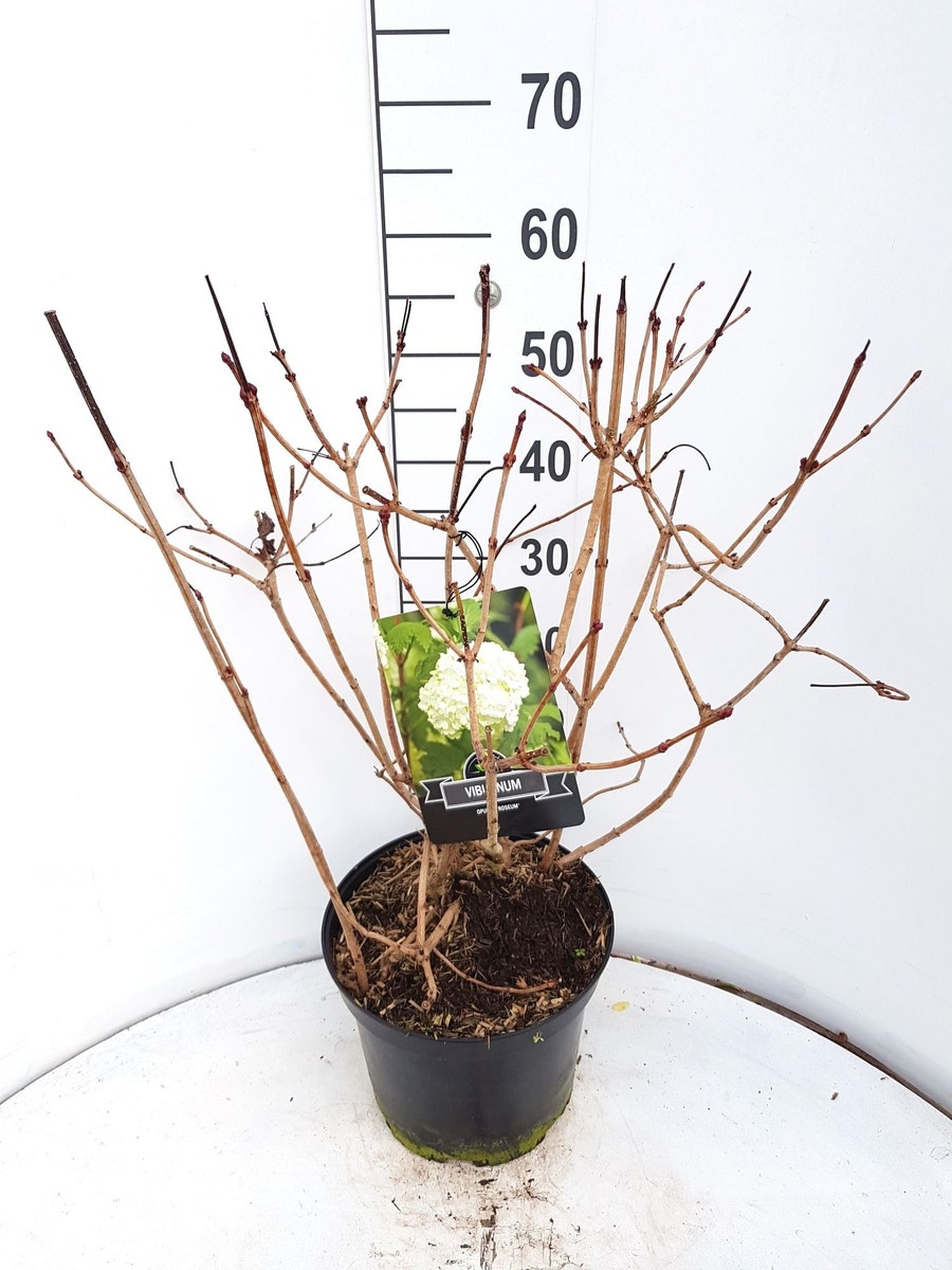 Sneeuwbal (Viburnum Opulus 'Roseum')