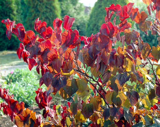 Meerstammige Judasboom (Cercis Canadensis 'Forest Pansy')
