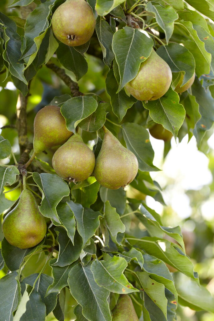 Wilde Peer, Bosplantsoen (Pyrus Communis)