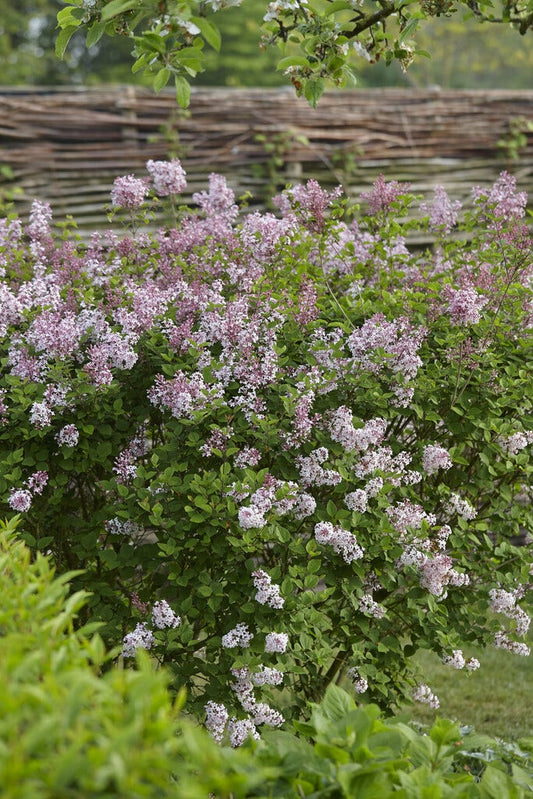 Dwerg Sering (Syringa 'Josée')