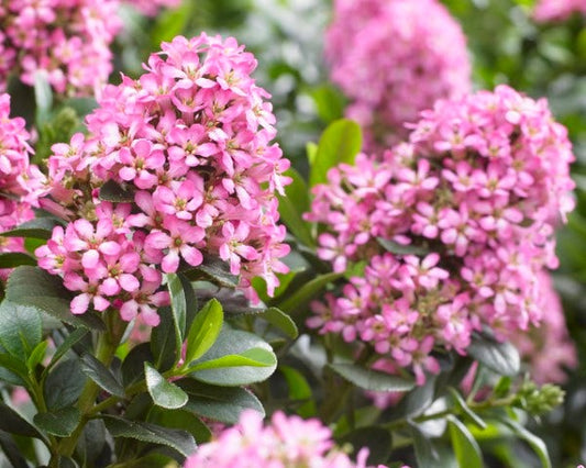 Escallonia (Escallonia 'Pink Elle')