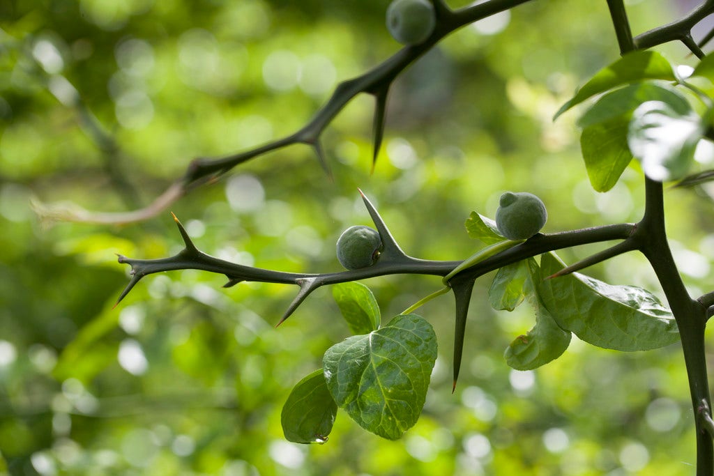 Driebladige Citroen (Poncirus Trifoliata)