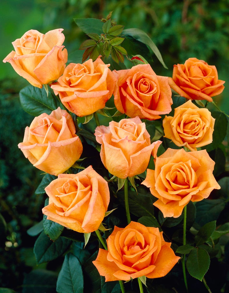 Grootbloemige Roos (Rosa 'Doris Tysterman')