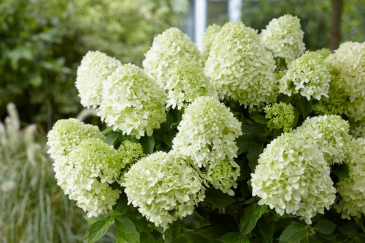 Pluimhortensia (Hydrangea Paniculata 'Little Spooky')