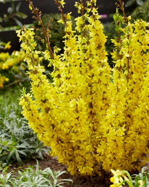 Chinees Klokje (Forsythia Intermedia 'Mikador' ®)