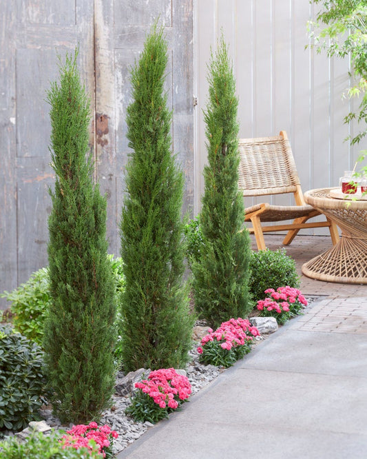 Italiaanse Cypres (Cupressus Sempervirens 'Stricta')