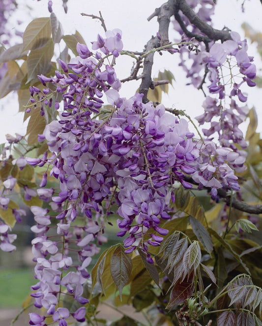Japanse Blauwe Regen (Wisteria Floribunda 'Macrobotrys')