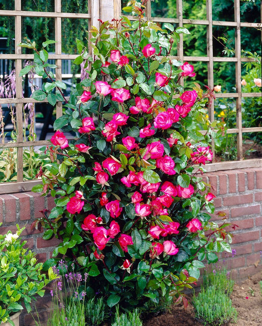 Grootbloemige Roos (Rosa 'Rose Gaujard')