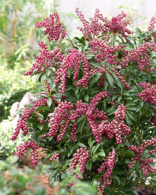Rotsheide (Pieris Japonica 'Passion')