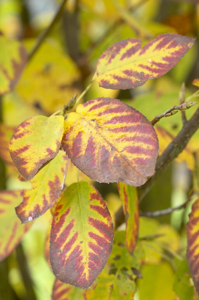 Dwerg Krentenboompje (Amelanchier Spicata)