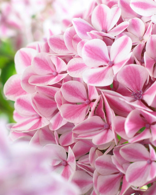Hortensia (Hydrangea 'Peppermint')