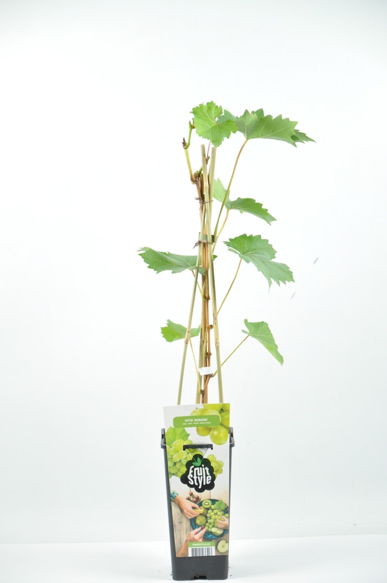 Witte Druif (Vitis 'Aurore')