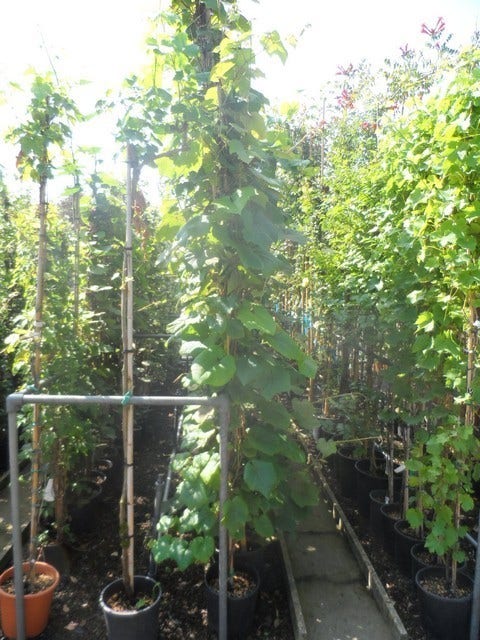 Sierdruif (Vitis Coignetiae)