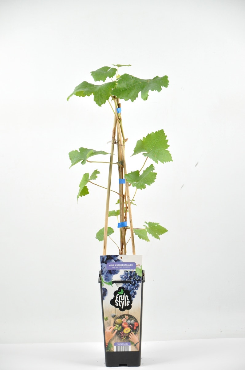 Druif (Vitis 'Frankenthaler')