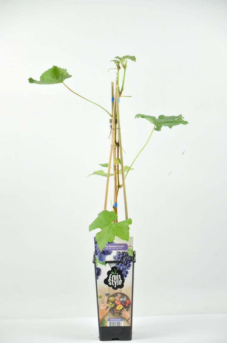 Blauwe Druif (Vitis ‘Leon Millot’)