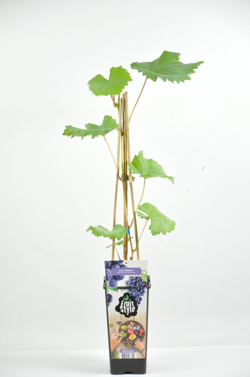 Blauwe Druif (Vitis 'Regent')