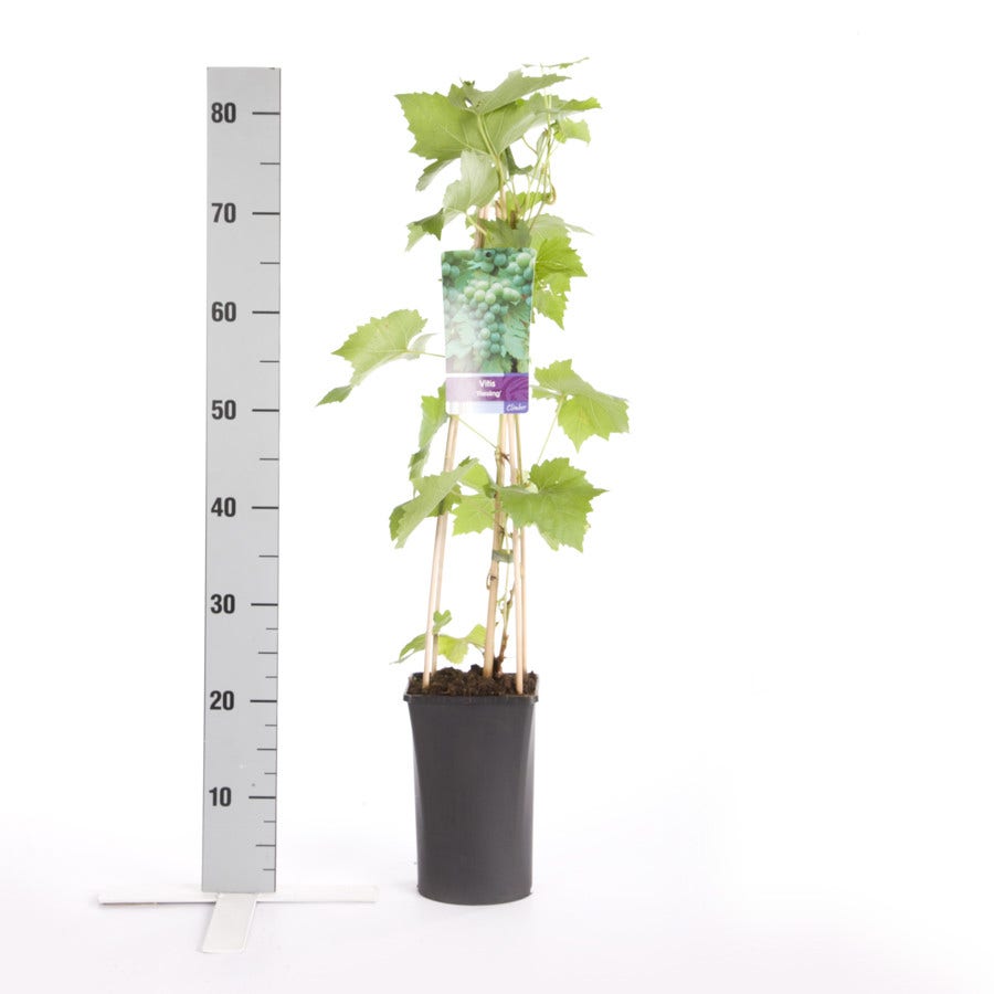 Witte Druif (Vitis 'Riesling')