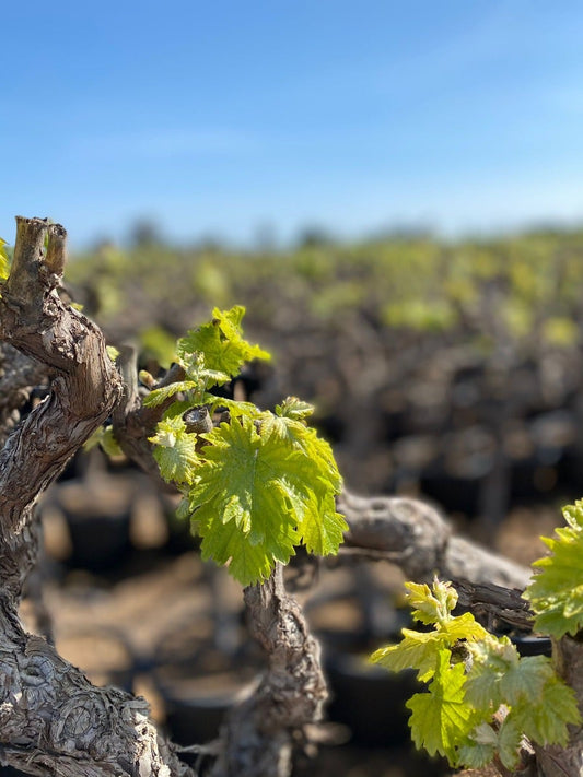 Druif, Op Stam (Vitis Vinifera)