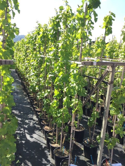 Witte Druif (Vitis Vinifera 'Italia')