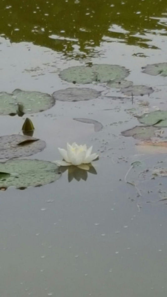 Waterlelie (Nymphaea 'Alba')