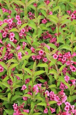 Weigela (Weigela 'Bristol Ruby')