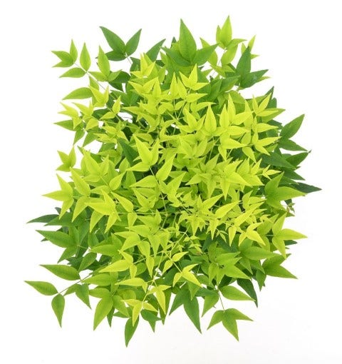 Hemelse Bamboe (Nandina Domestica 'Lemon And Lime')