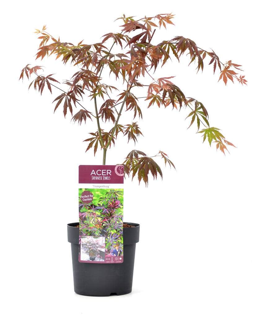 Japanse Esdoorn (Acer Palmatum 'Trompenburg')