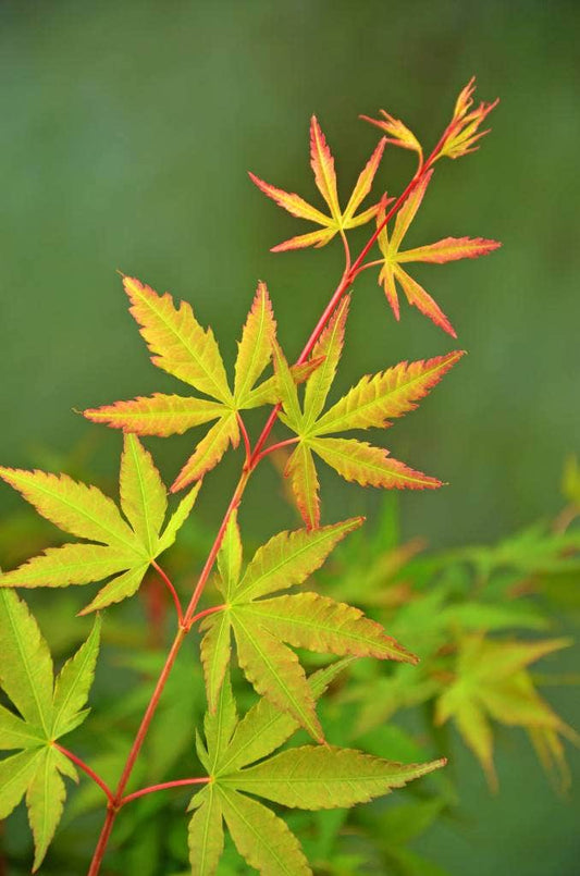 Japanse Esdoorn (Acer Palmatum 'Sangokaku')