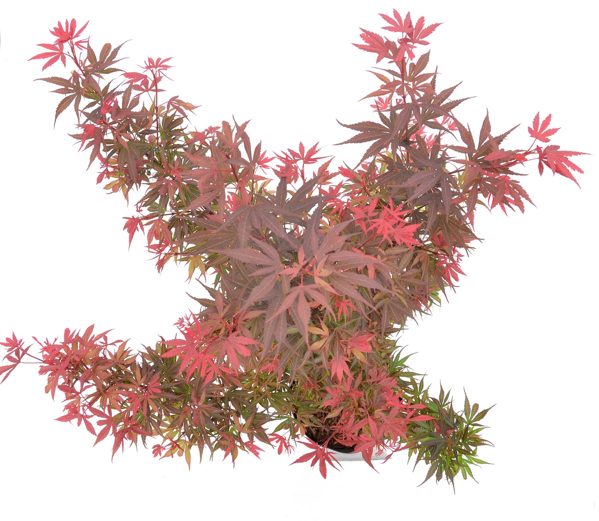 Japanse Esdoorn (Acer Palmatum 'Shaina')