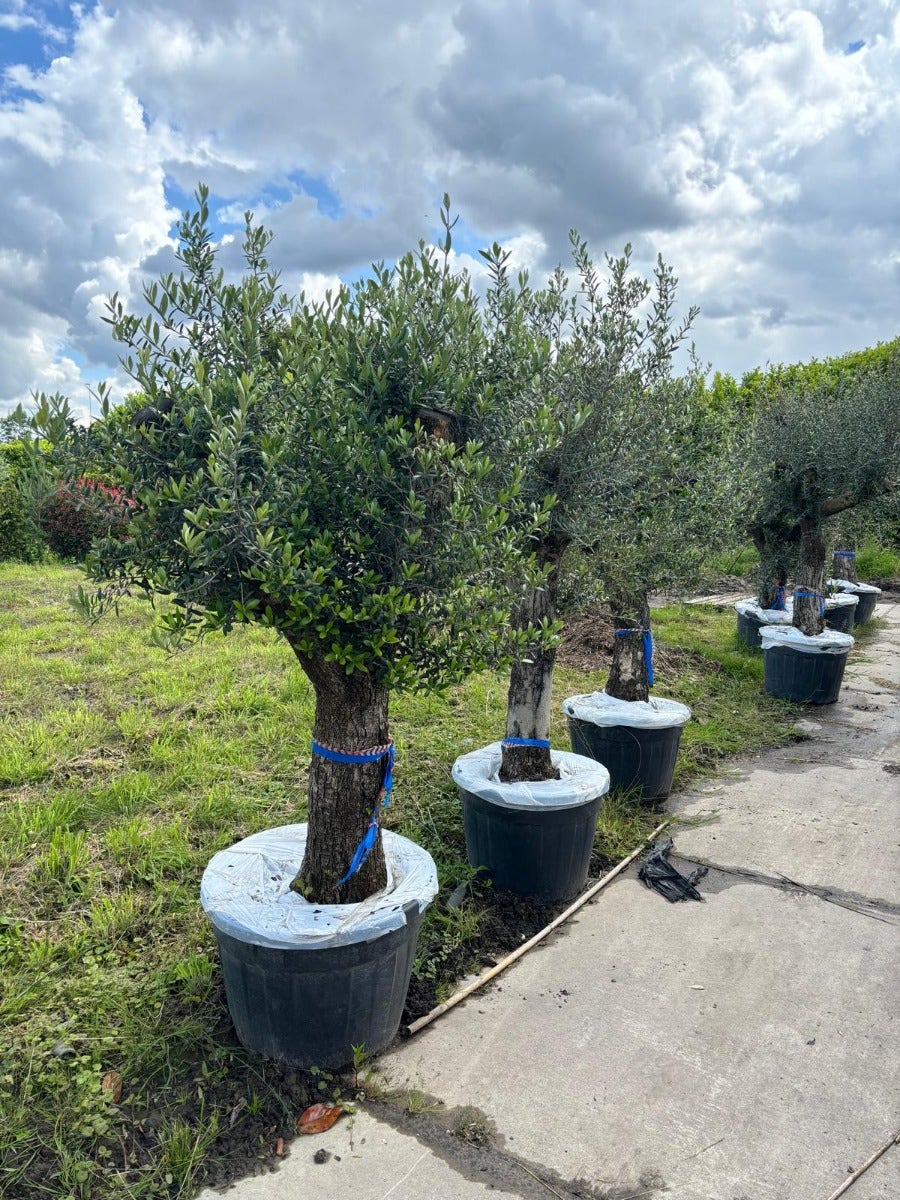 Olijfboom Als Solitair 50/60cm (Olea Europaea)