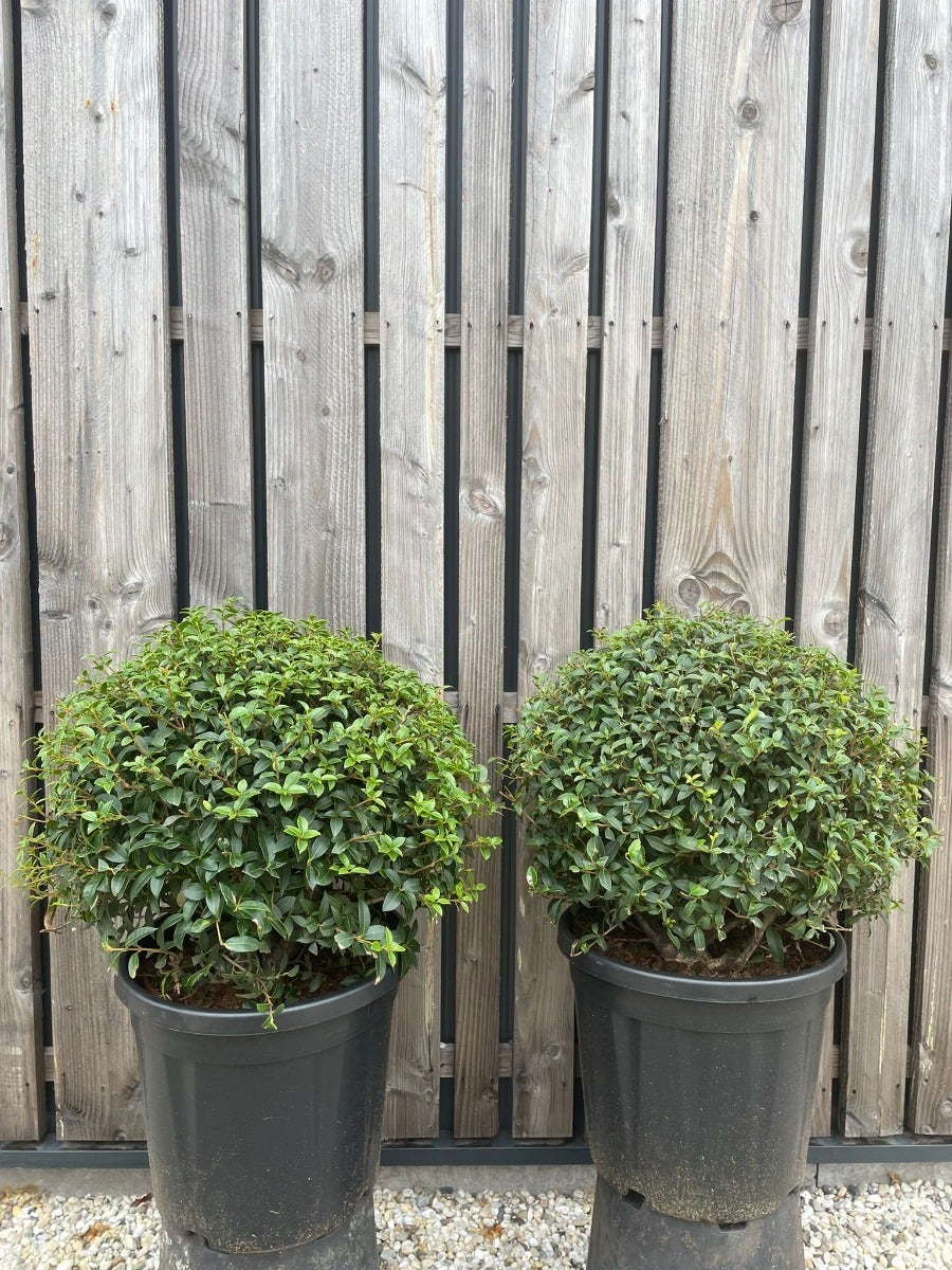 Schijnhulst In Bolvorm (Osmanthus Burkwoodii)
