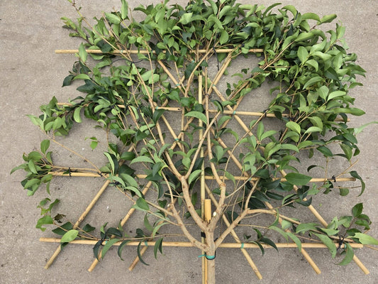 Liguster Als Leiboom (Ligustrum Japonicum) NU EXTRA VOORDELIG
