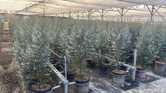 Winterharde Eucalyptus (Eucalyptus Gunnii 'Azura')