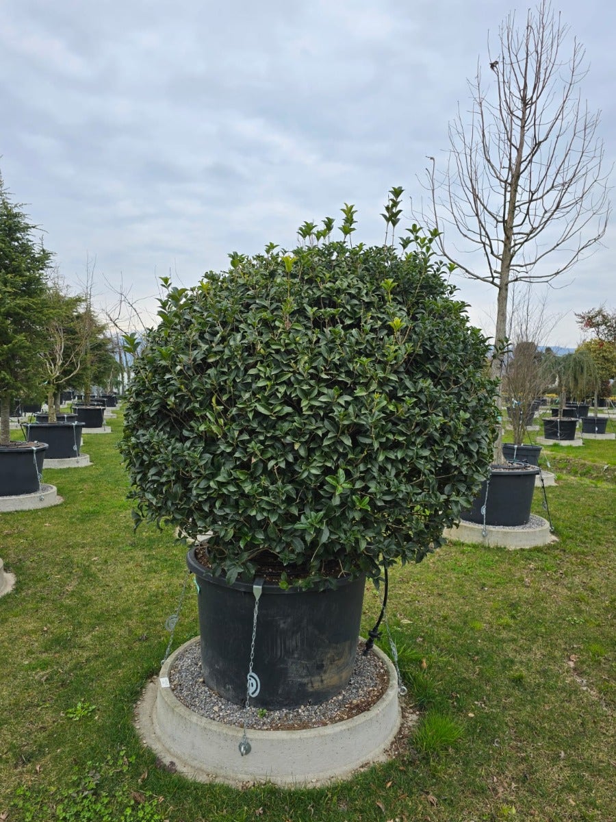Olijfwilg Als Bol (Elaeagnus Ebbingei 'Compacta')