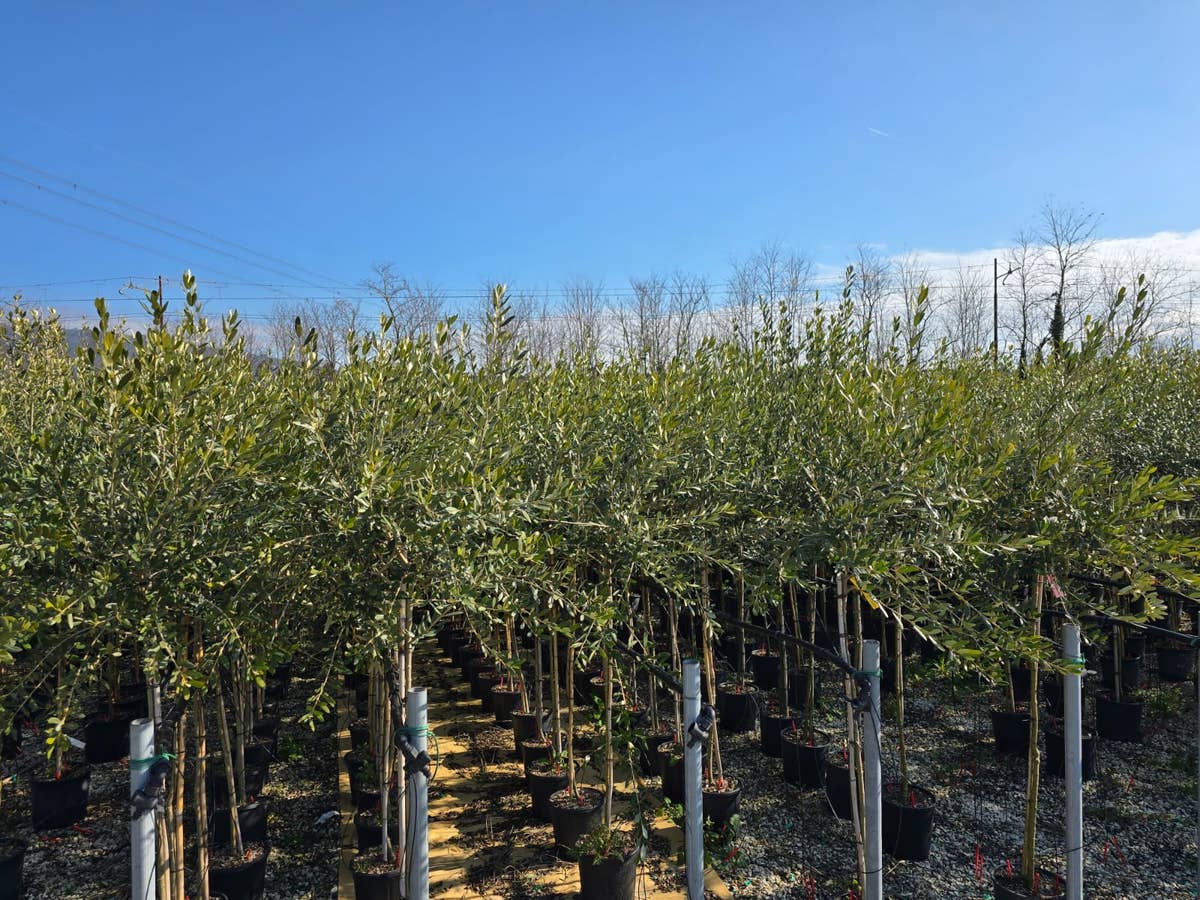 Olijf Als Halfstam (Olea Europaea 'leccino')