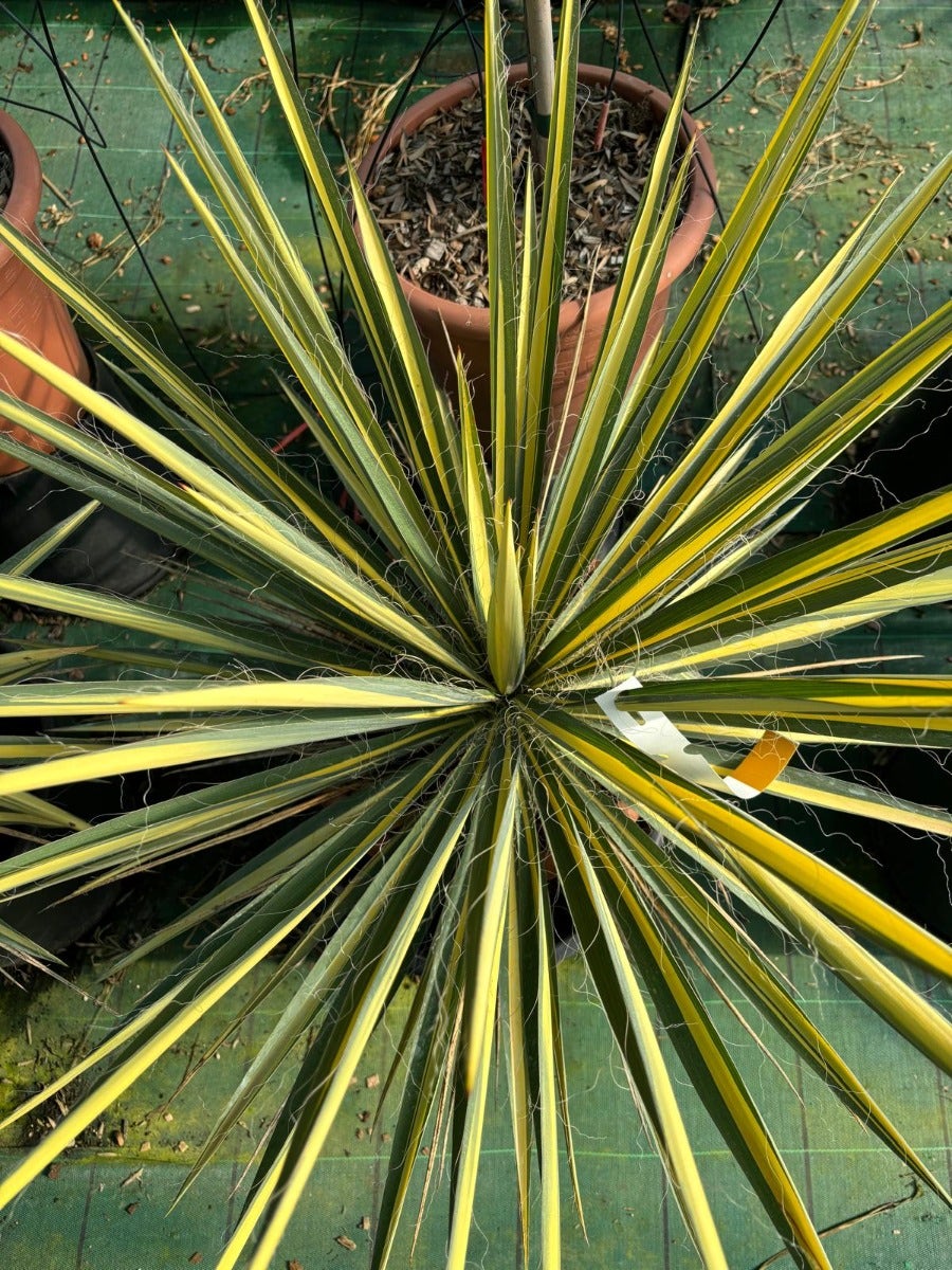 Palmlelie (Yucca Flaccida 'Golden Sword')