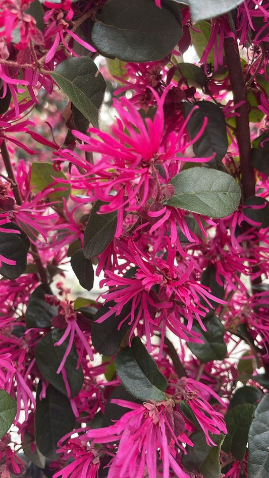 Chinese Franjeboom Halfstam Leiboom (Loropetalum Chinensis 'Fede')