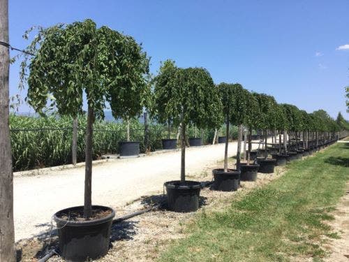 Japanse Treursierkers (Prunus 'White Fountain')