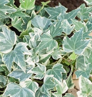 Klimop (Hedera Helix 'White Ripple')