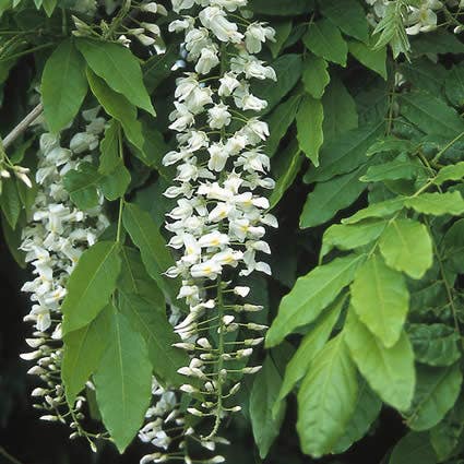 Japanse Blauwe Regen, Wit (Wisteria Floribunda 'Alba')