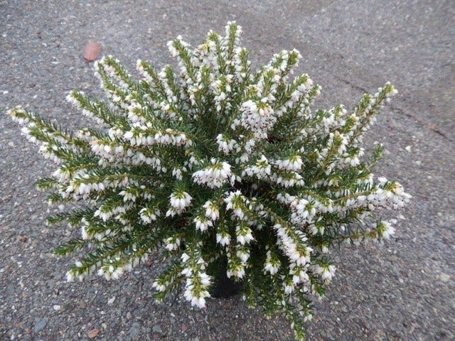 Witte Winterheide (Erica Carnea 'Isabell')