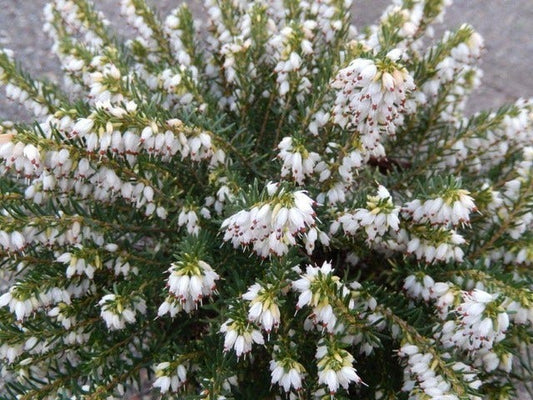 Witte Winterheide (Erica Carnea 'Isabell')