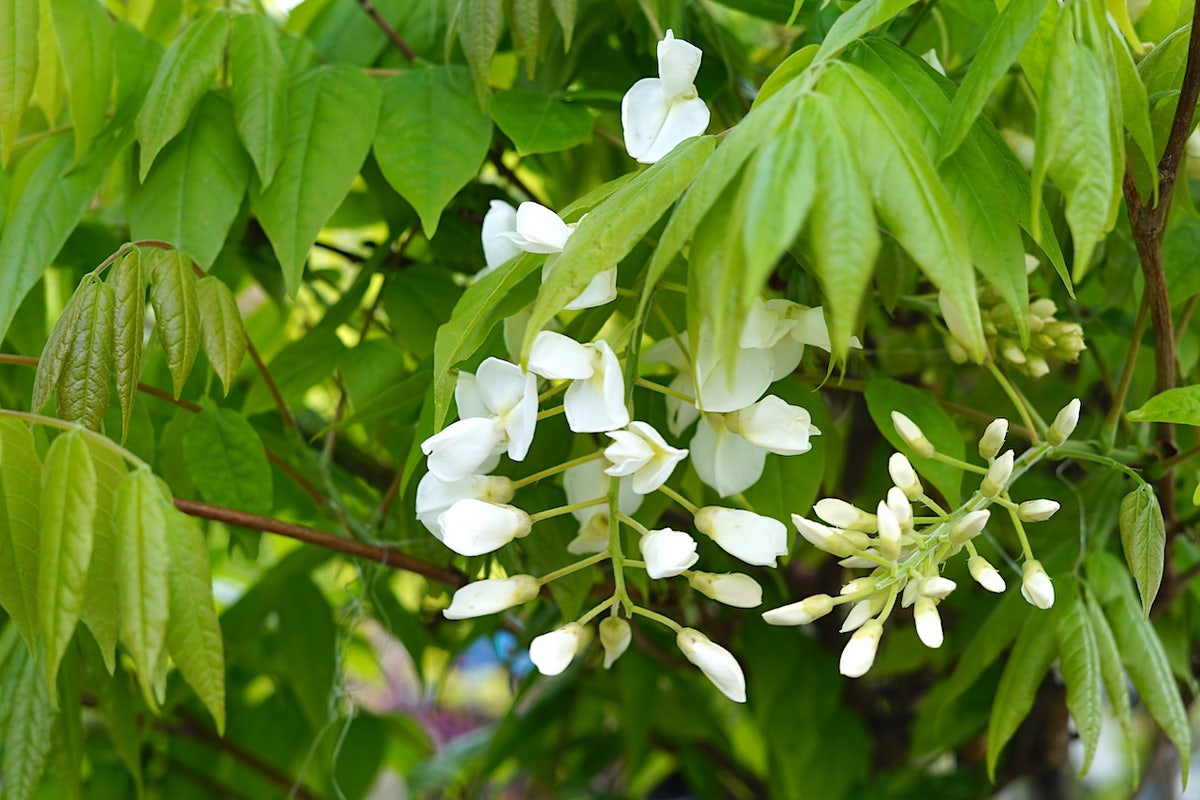 Blauweregen Als Boom (Wisteria Brachybotrys 'Kapitan Fuji')