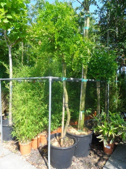 Blauwe Regen Als Boom (Wisteria Sinensis 'Prolific')