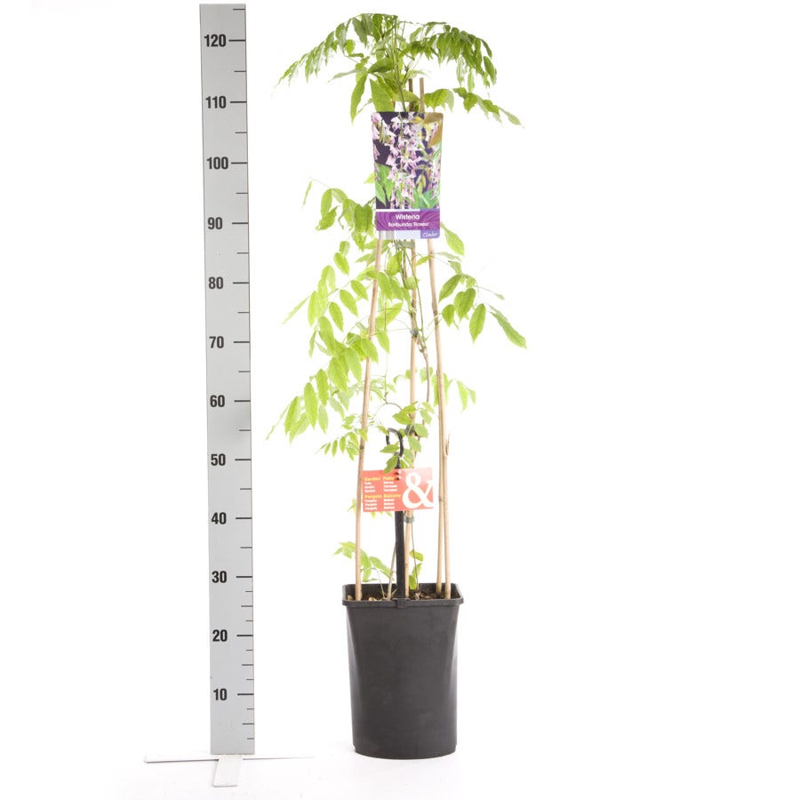 Blauwe Regen, Roze (Wisteria Floribunda 'Rosea')