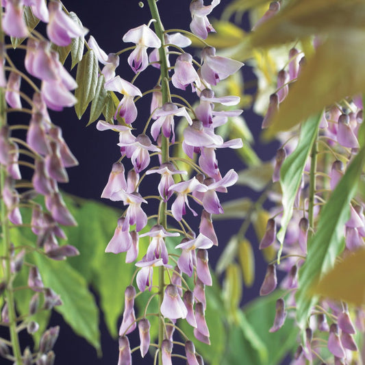 Blauwe Regen, Roze (Wisteria Floribunda 'Rosea')