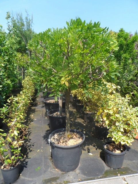 Blauwe Regen Op Stam (Wisteria Sinensis 'Prolific')